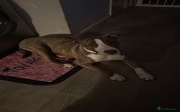 Mixed Breed dogs for sale: 9 months old english bull terrier cross cane corso - Image 1