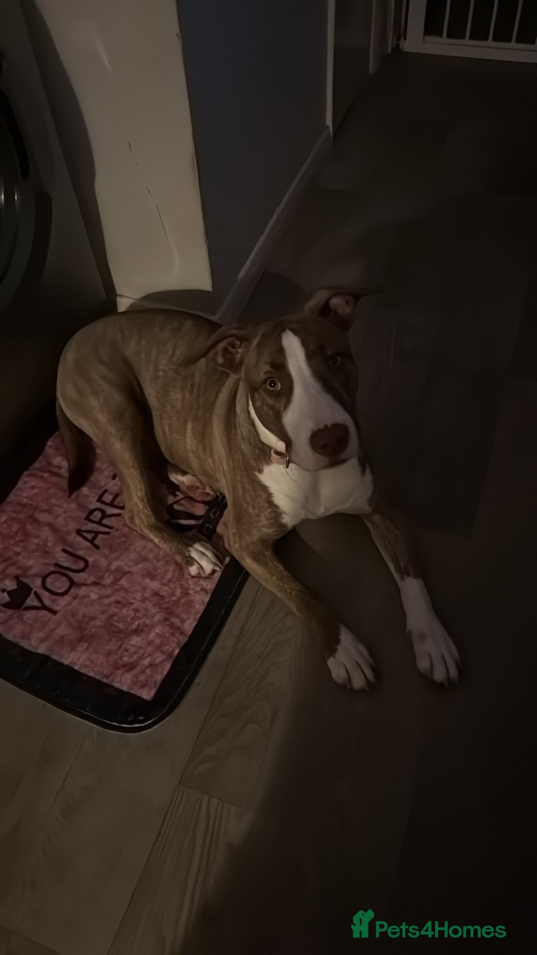 Mixed Breed dogs for sale: 9 months old english bull terrier cross cane corso - Image 1