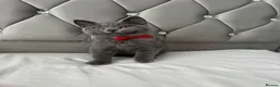 British Shorthair cats for sale: Beautiful  Blue British Shorthair Kittens  - Advert 6