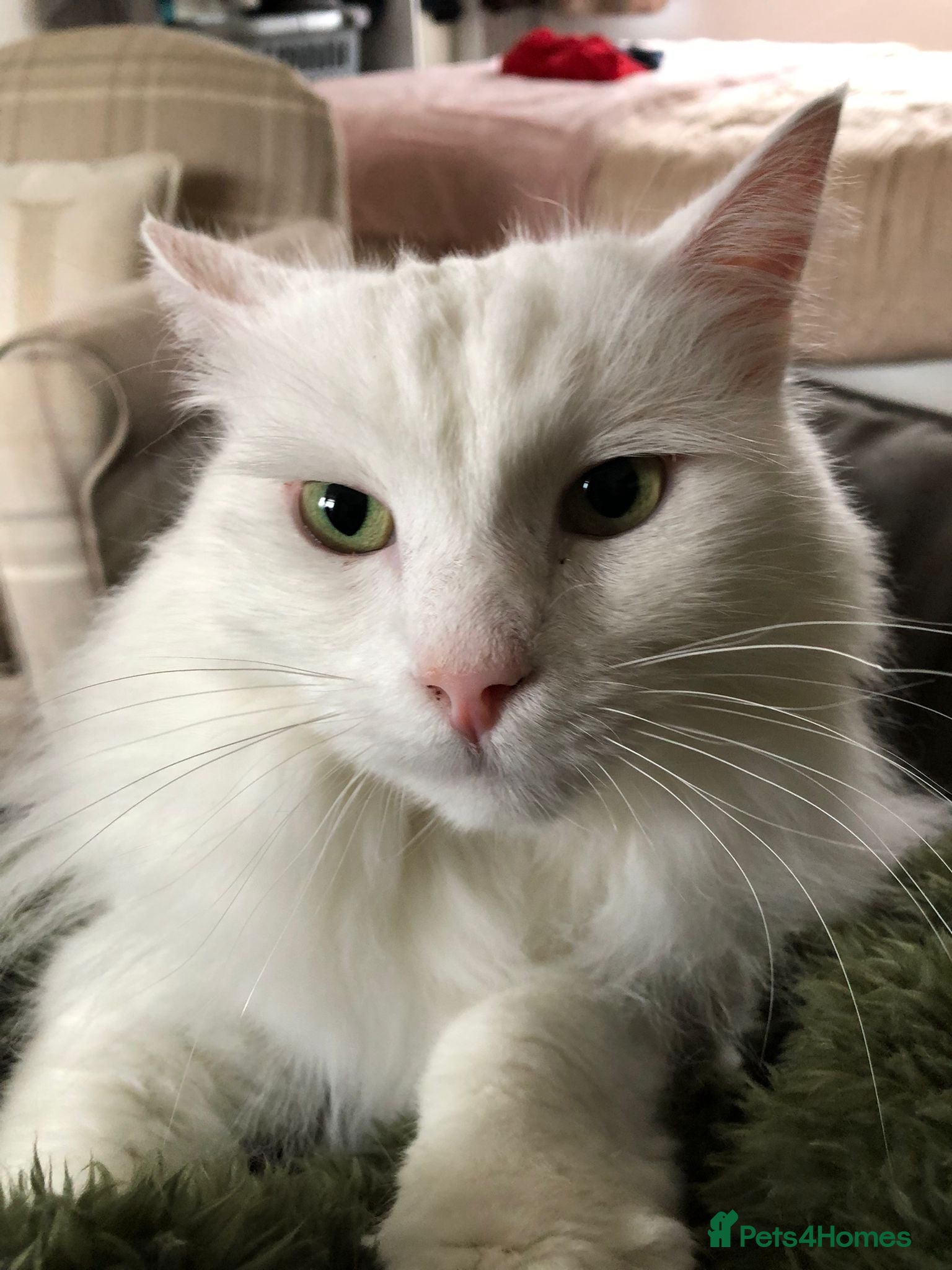 Mixed Breed cats Good looking Maine Coon Mix (outdoor cat) - Advert 2