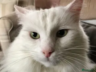 Mixed Breed cats Good looking Maine Coon Mix (outdoor cat) - Advert 2