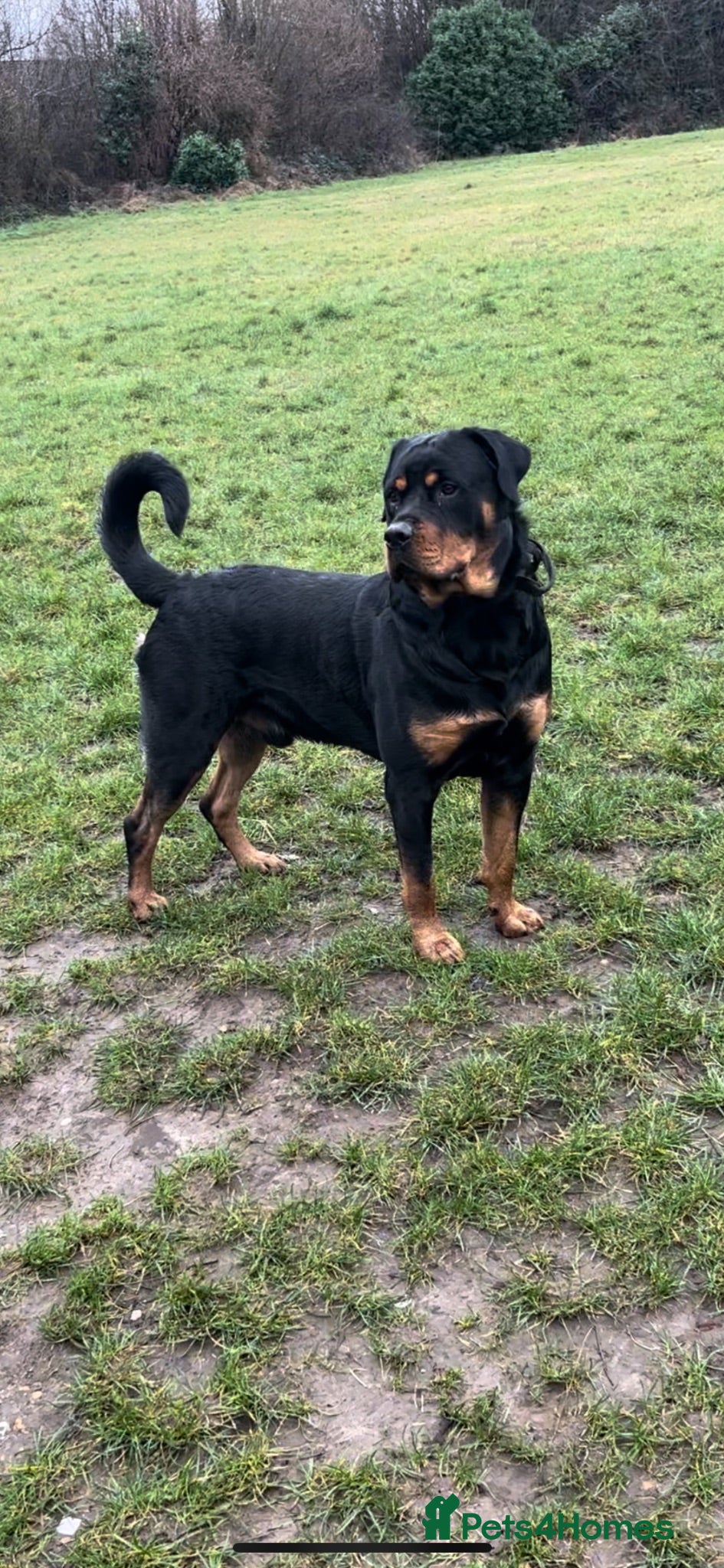 Rottweiler dogs Looking a female Rottweiler to breed with my male  - Advert 2