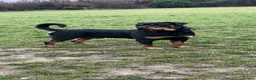 Rottweiler dogs for stud: Looking a female Rottweiler to breed with my male  in London - Advert 1