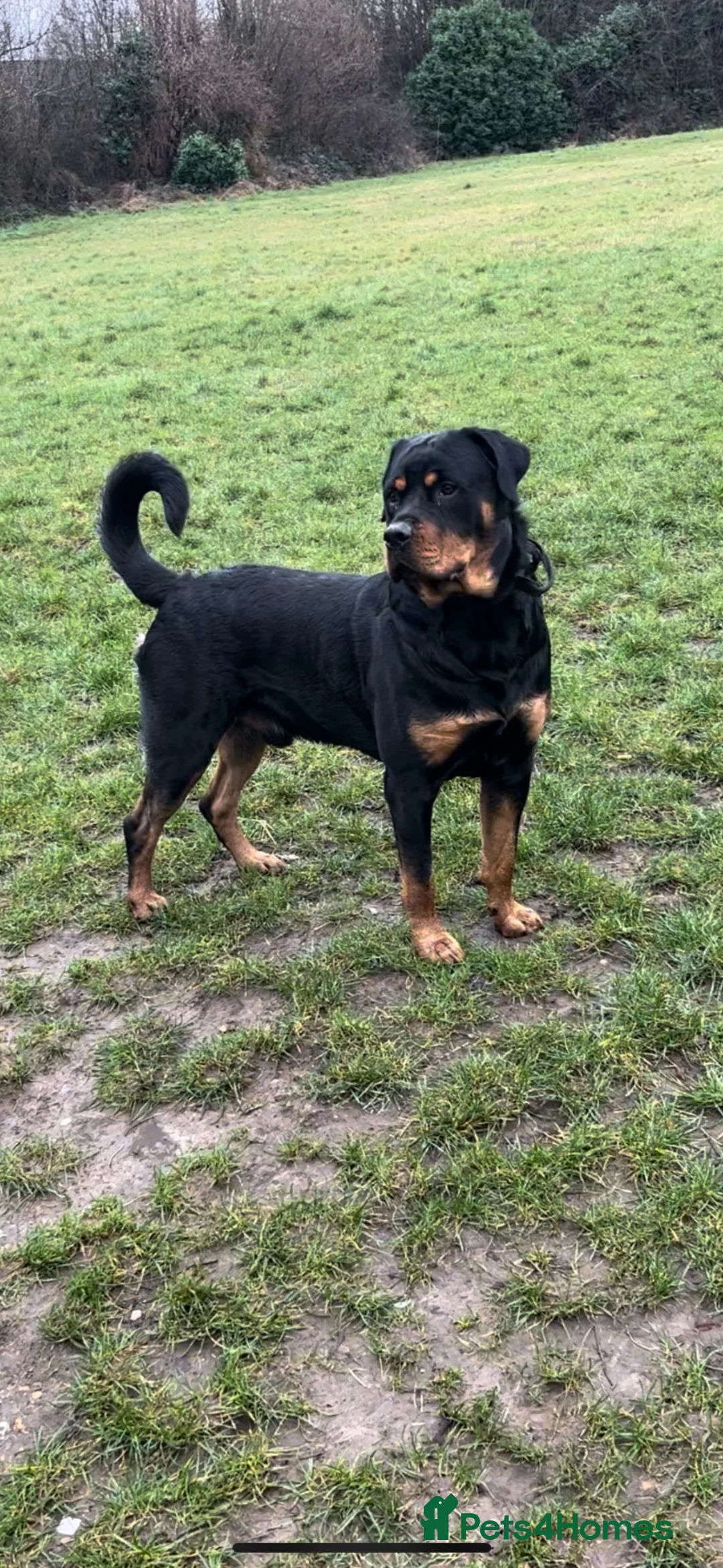 Rottweiler dogs for stud: Looking a female Rottweiler to breed with my male  in London - Advert 1