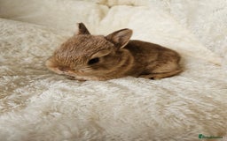 Netherland Dwarf rabbits for sale: Netherland Dwarf bunnies - Image 13