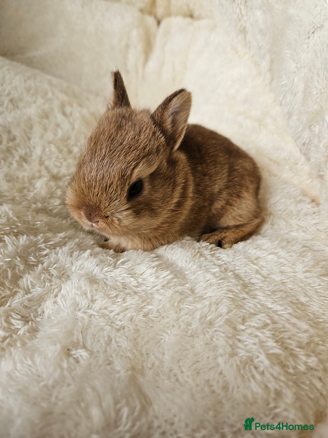 Netherland Dwarf rabbits for sale: Netherland Dwarf bunnies - Image 13