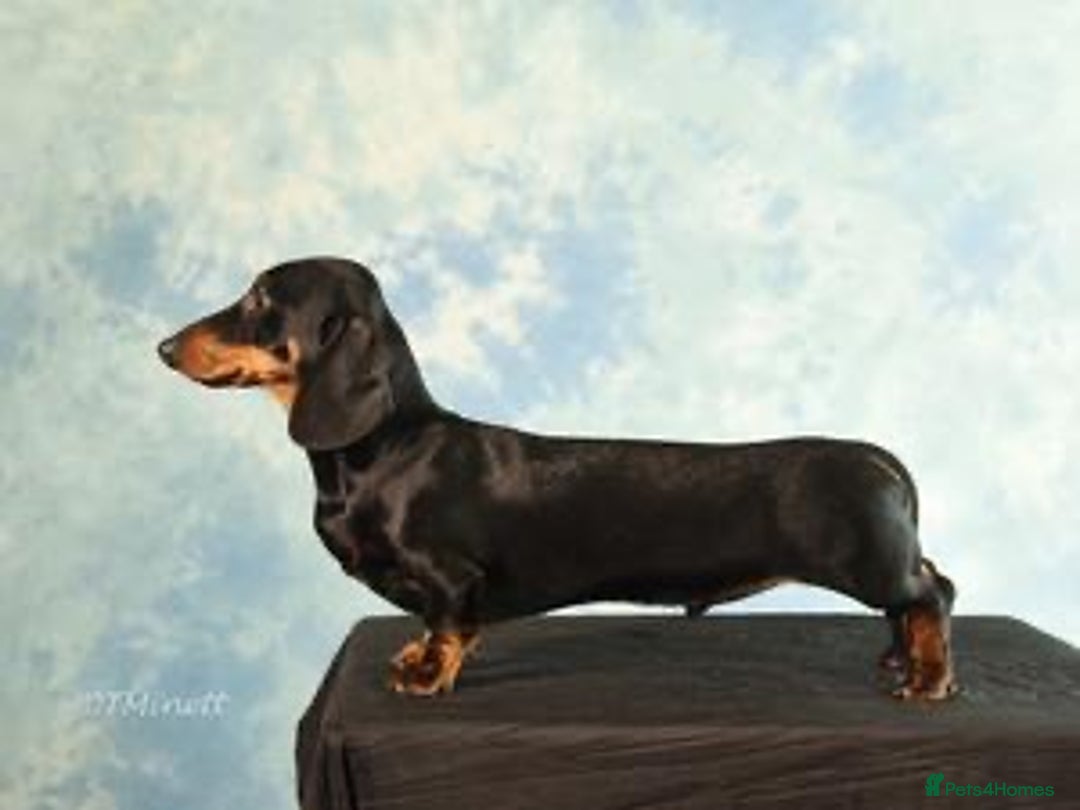 Miniature Dachshund dogs for sale: MINIATURE DACHSHUNDS  - Image 10