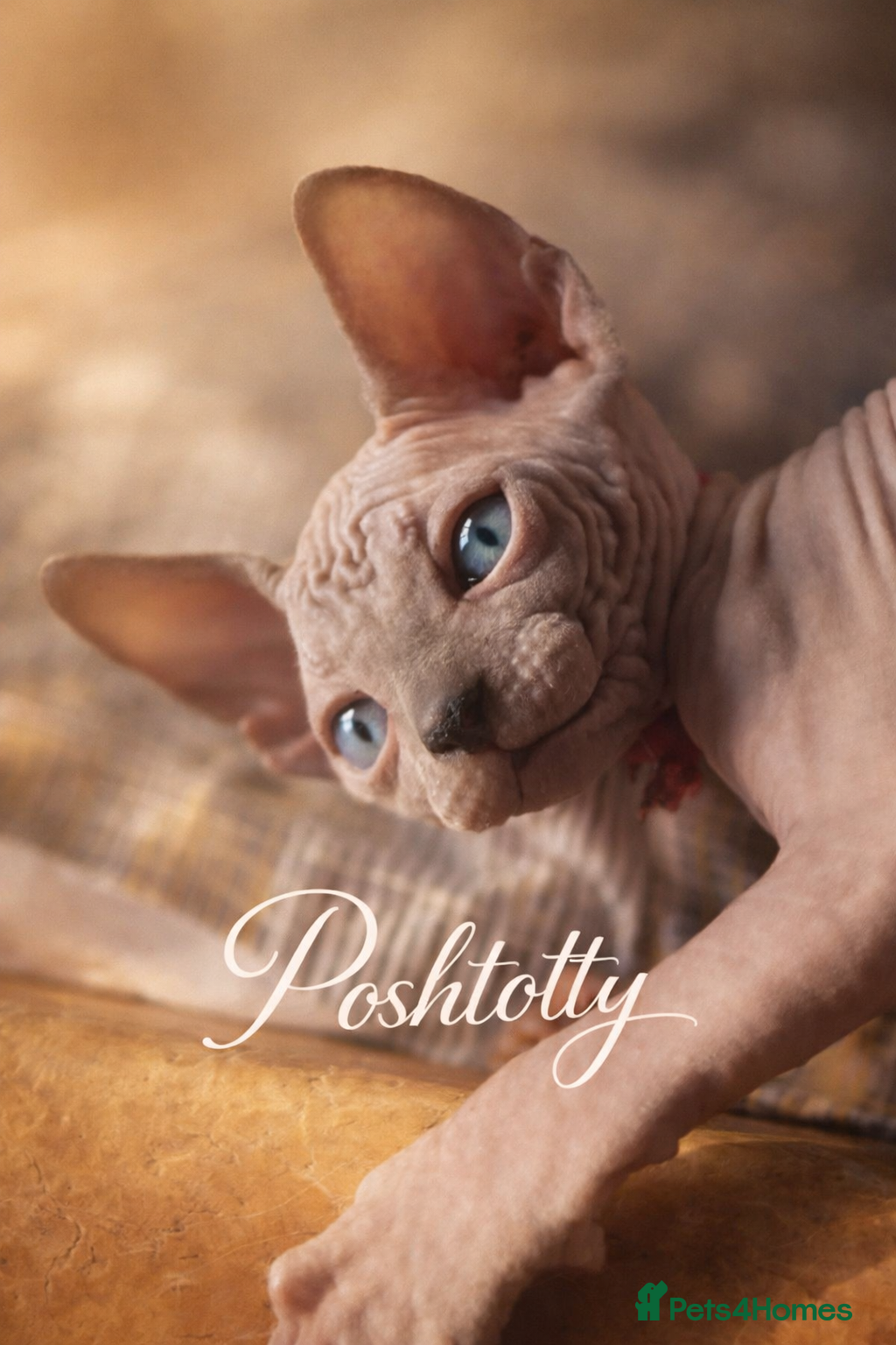 Sphynx cats Sphynx Kittens - European Champion Bloodlines - Advert 4