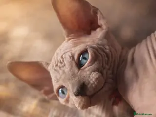 Sphynx cats Sphynx Kittens - European Champion Bloodlines - Advert 1