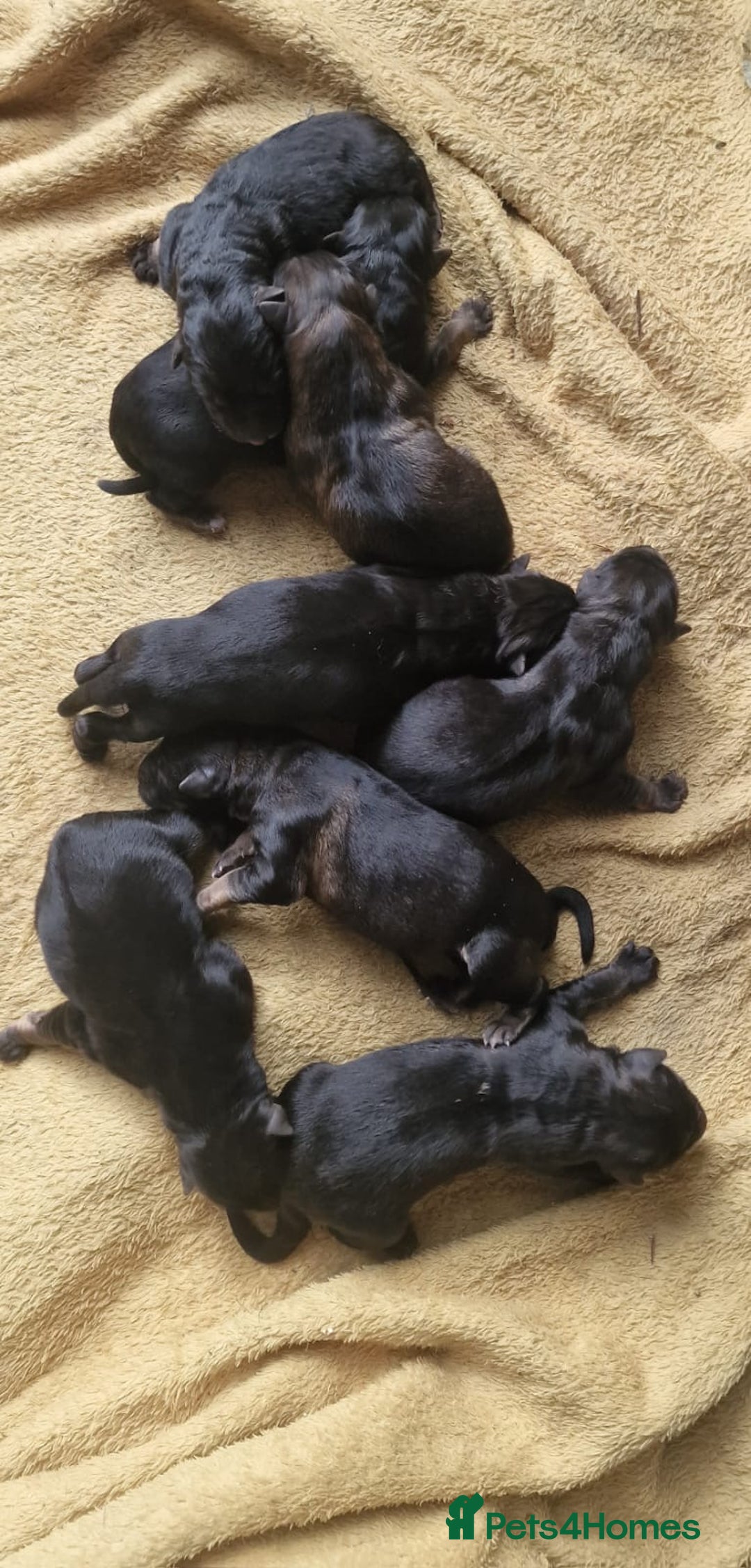 German Shepherd dogs for sale: Long-Haired Straight Back German Shepherd Puppies - Image 2