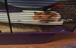 Hamster rodents for sale: Syrian hamster - Image 3