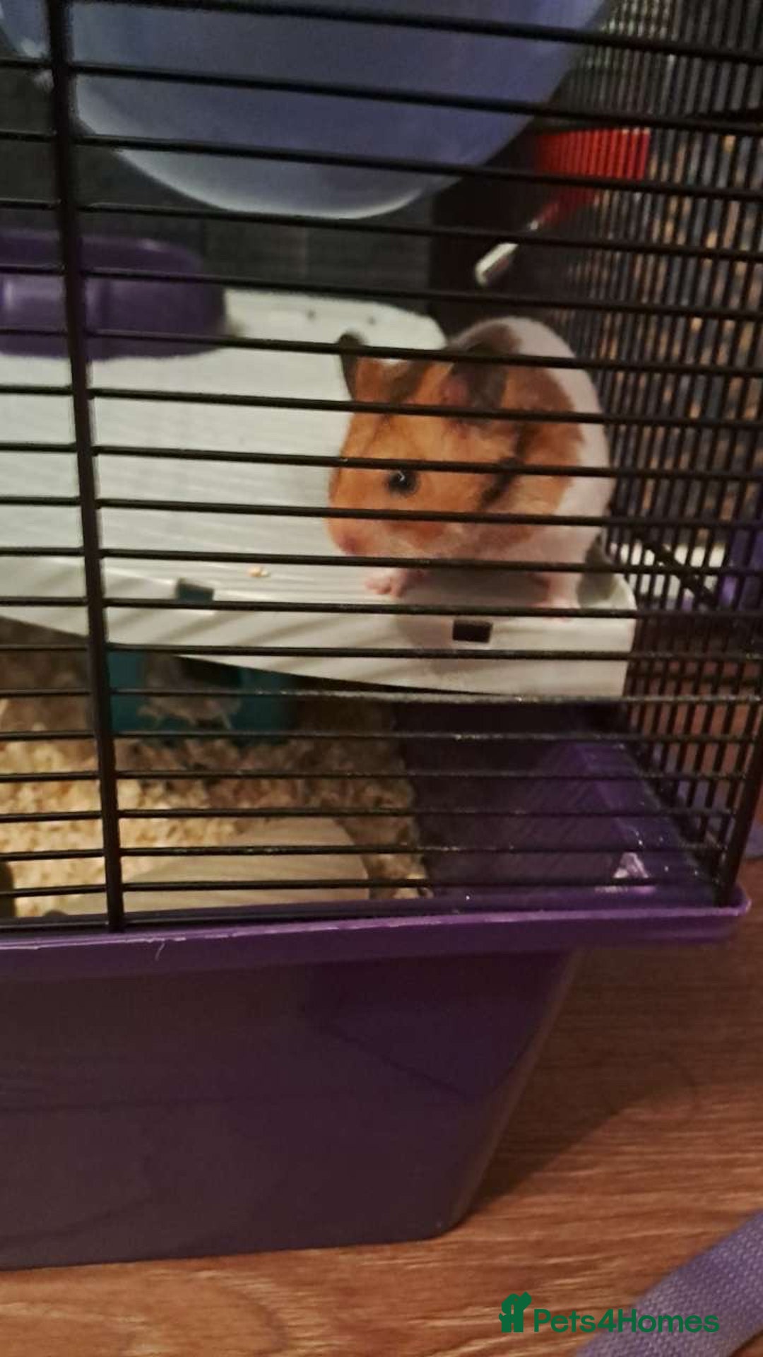 Hamster rodents for sale: Syrian hamster - Image 3