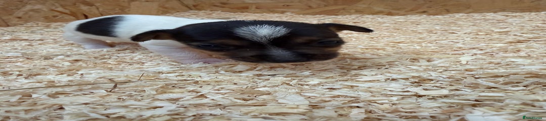 Jack Russell Puppy 2