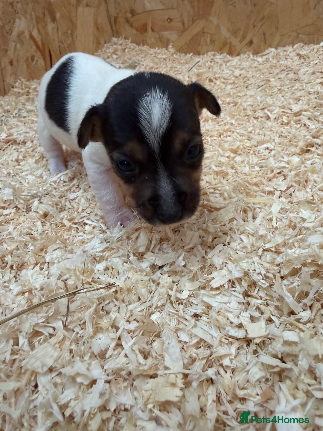 Jack Russell dogs for sale: Adorable Jack russel puppy’s for sale - Advert 15