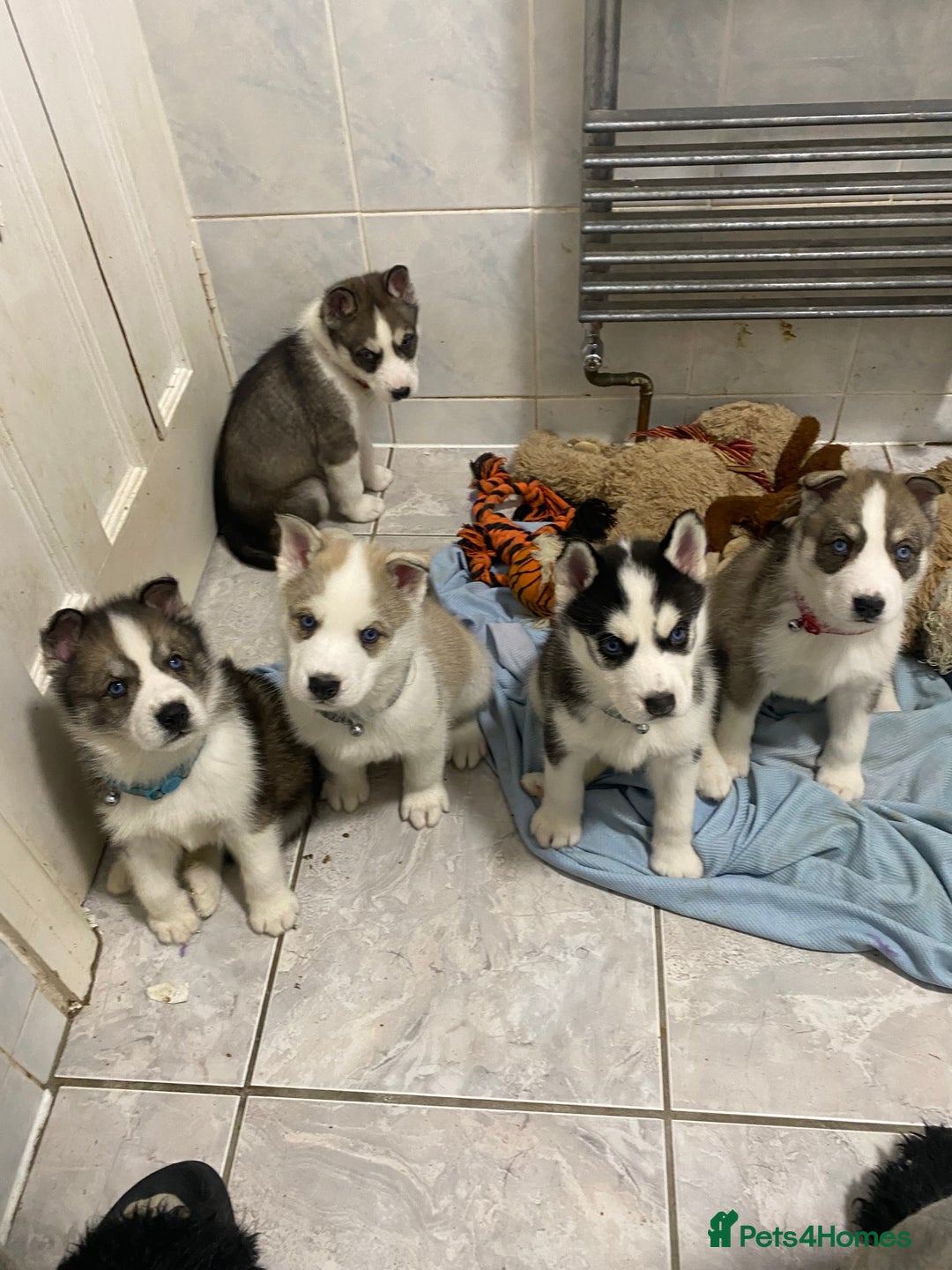 Siberian Husky dogs for sale: Magnificent Pure Siberia Husky Puppies  - Advert 1
