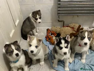 Siberian Husky dogs Magnificent Pure Siberia Husky Puppies - Advert 4