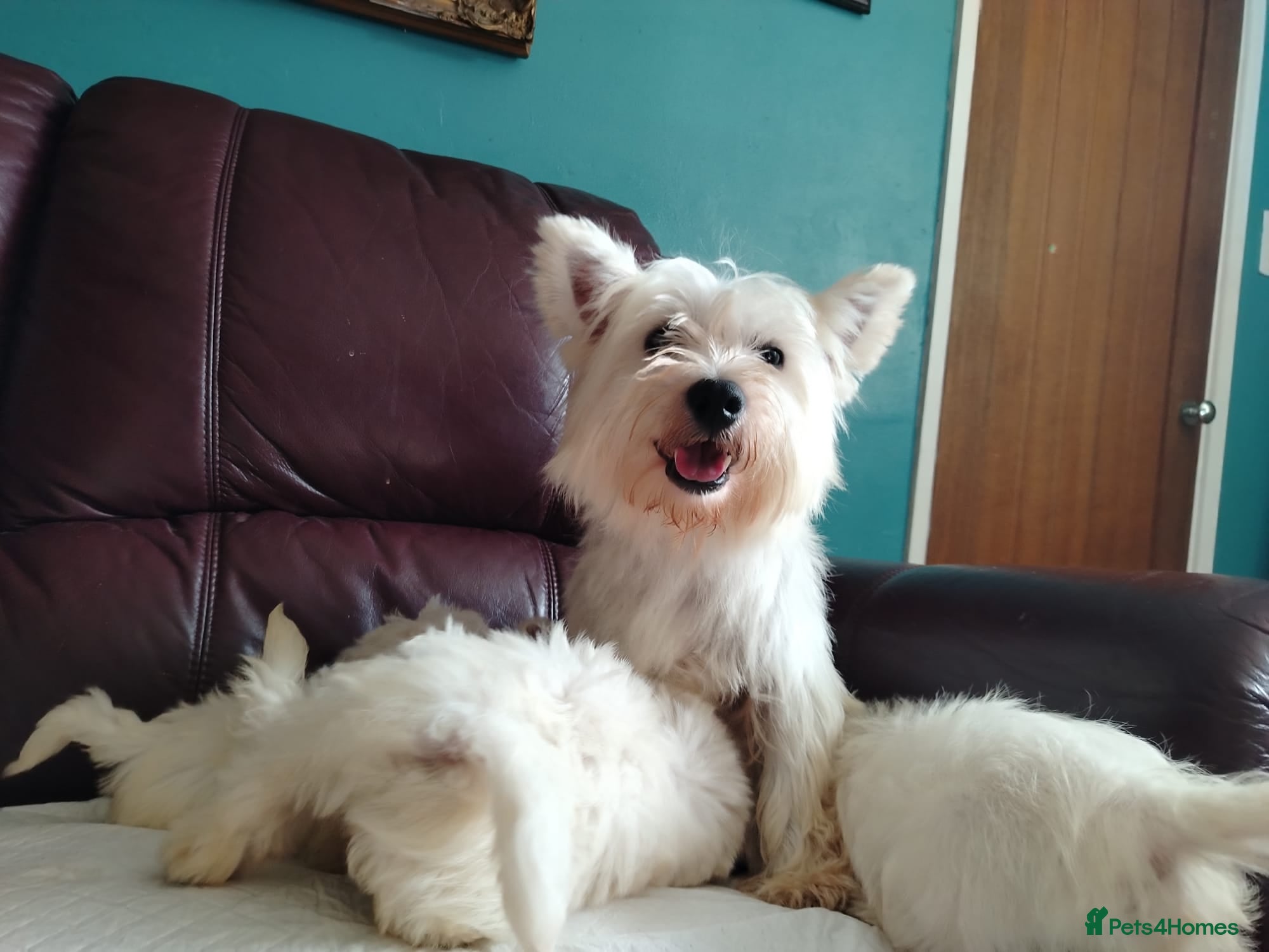 West Highland Terrier dogs for sale: Beautiful West Highland terrier puppies available - Advert 3