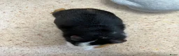Guinea Pig rodents for sale: Guinea Pig boy, curly gene - Advert 5