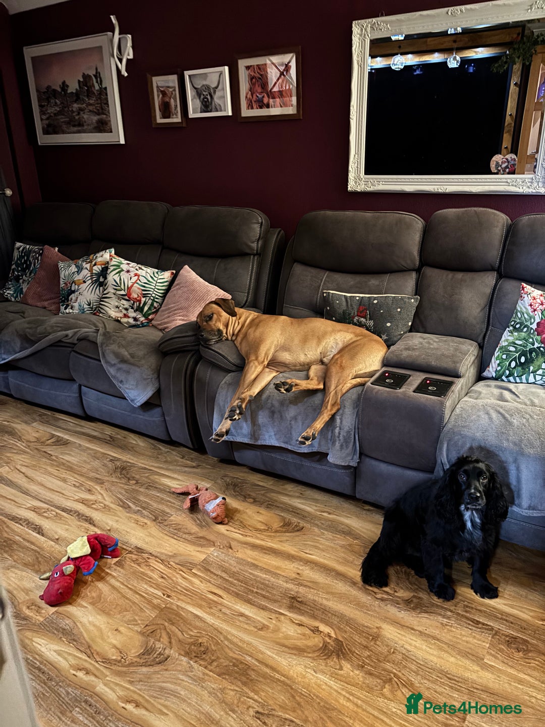 Rhodesian Ridgeback dogs for stud: Rhodesian Ridgeback - Advert 34