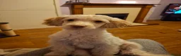 Cockapoo dogs for stud: For stud only - Advert 4