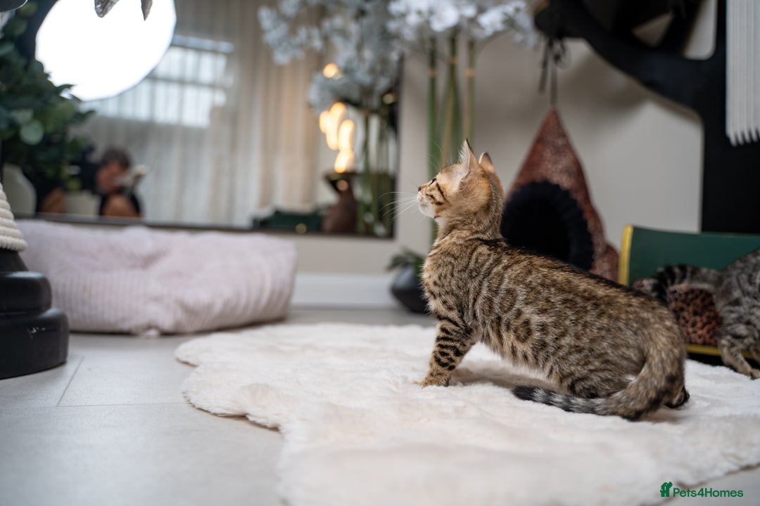 Bengal cats for sale: BABETTE-LAST available girl from the litter-TICA  - Image 12
