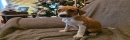 Mixed Breed dogs for sale: Italian Greyhound x Bull Greyhound Puppies - Advert 4