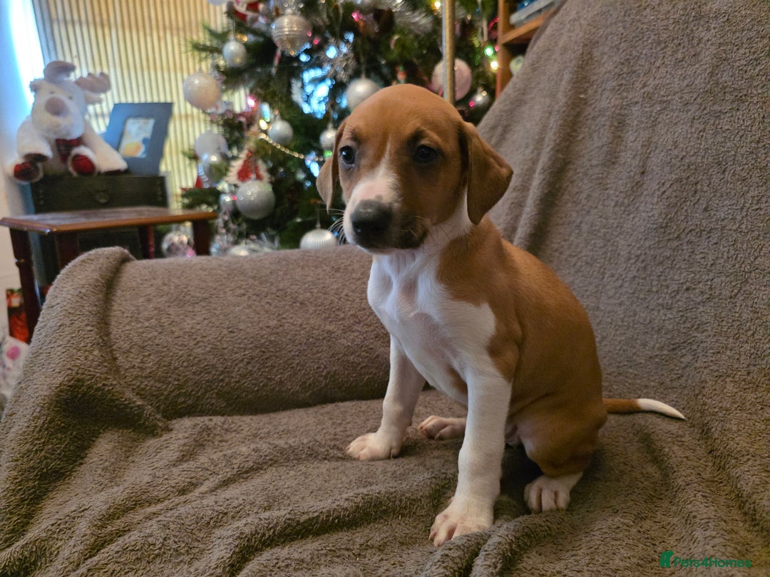 Mixed Breed dogs for sale: Italian Greyhound x Bull Greyhound Puppies - Advert 4