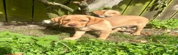 Labrador Retriever dogs for sale: KC Registered Labrador Puppies - Advert 4