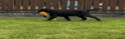 Flat coated Retriever dogs for sale: Two stunning black Flatcoats puppies for sale  - Advert 3