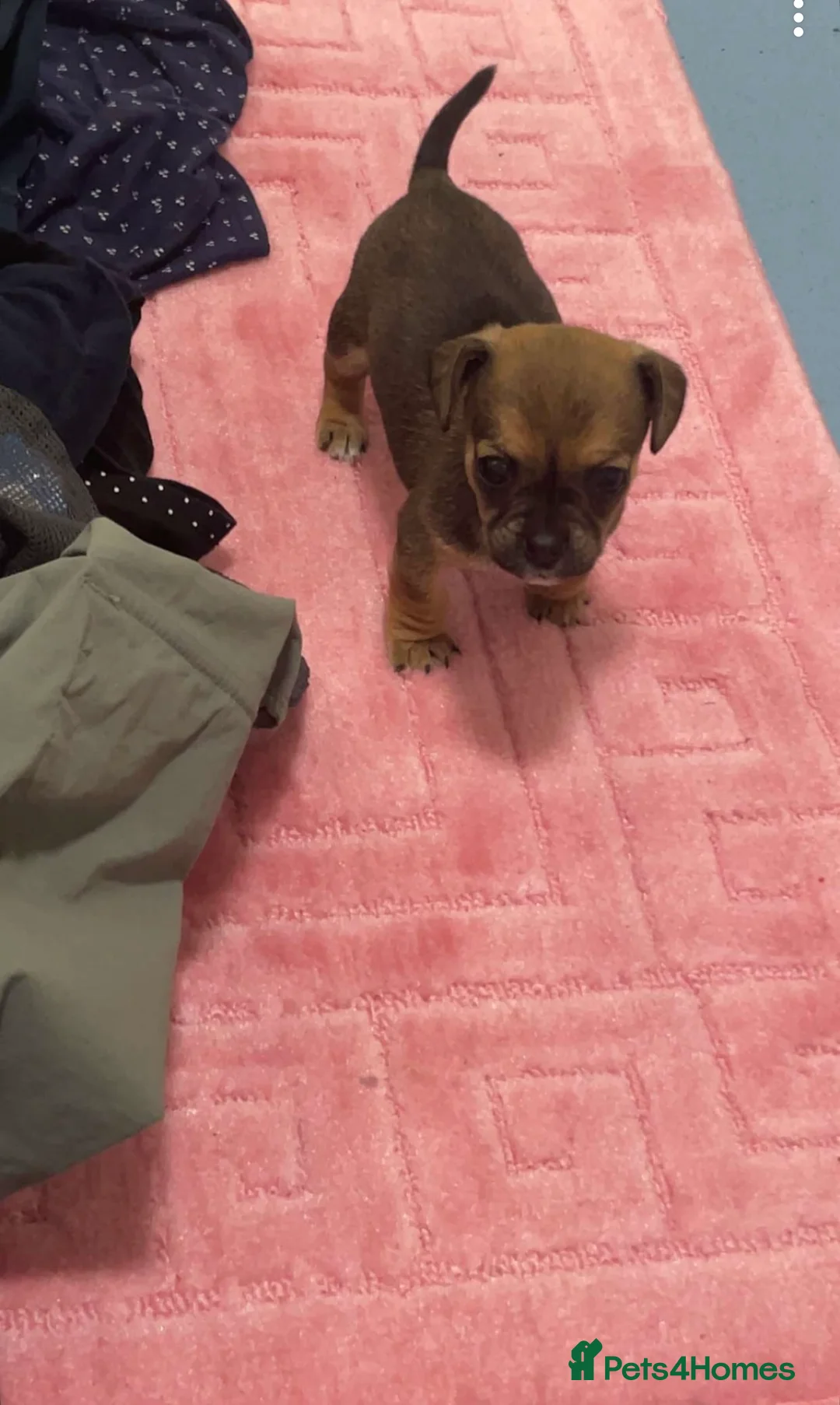 Jug dogs for sale: Reggie  - Advert 1