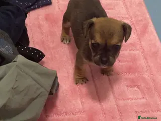 Jug dogs Reggie - Advert 1