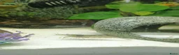 Other/Mixed Breed fish for sale: Full fishtank set up in Doncaster - Advert 8