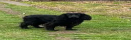 Cocker Spaniel dogs for sale: Working cocker spaniel puppies  - Advert 3