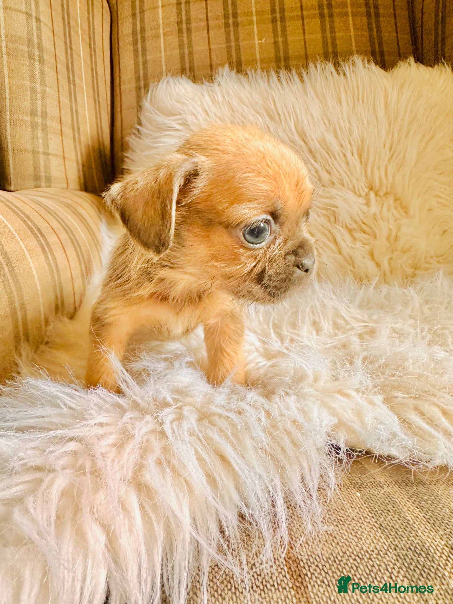 Mixed Breed dogs for sale: Shih Tzu x Frenchie pups - Advert 17