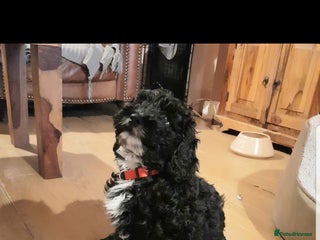 Sproodle dogs SPROODLE PUPS, (Min. Sproodle/Toy Poodle) F1b - Advert 2