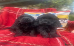 Cocker Spaniel dogs for sale: Show cocker full kc reg boy  - Image 2