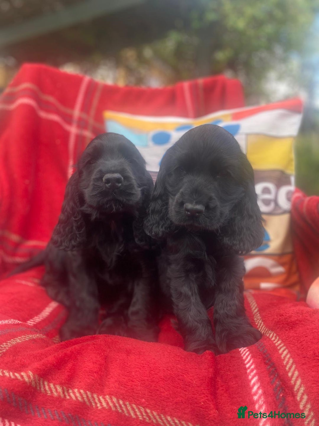 Cocker Spaniel dogs for sale: Show cocker full kc reg boy  - Image 2