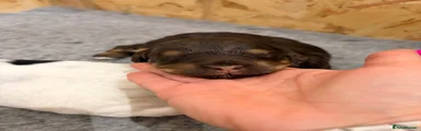 Cockapoo 1