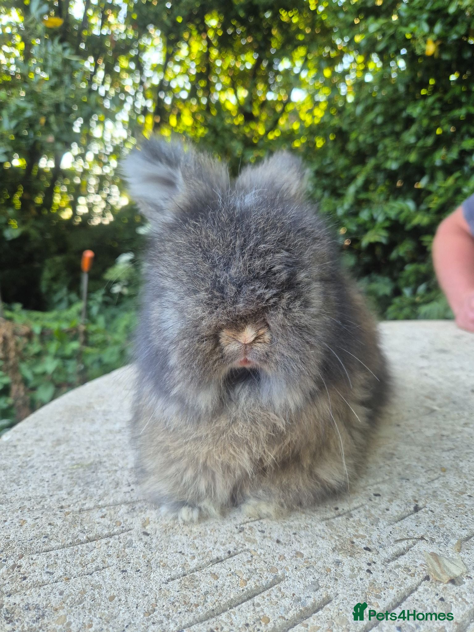 Angora rabbits 🌟STUNNING ANGORA BABIES- maxi full face 🌟 - Advert 2