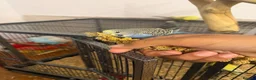 Budgerigars birds for sale: Hand Tame Baby Budgies - Advert 7