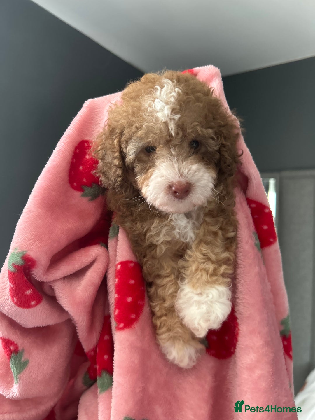 Toy Poodle dogs for sale: *Price reduced *last 2 Kc reg toy poodle pups  - Image 14