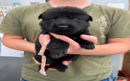 German Shepherd dogs for sale: KC FEMALE GSD PUPPIES - Image 13