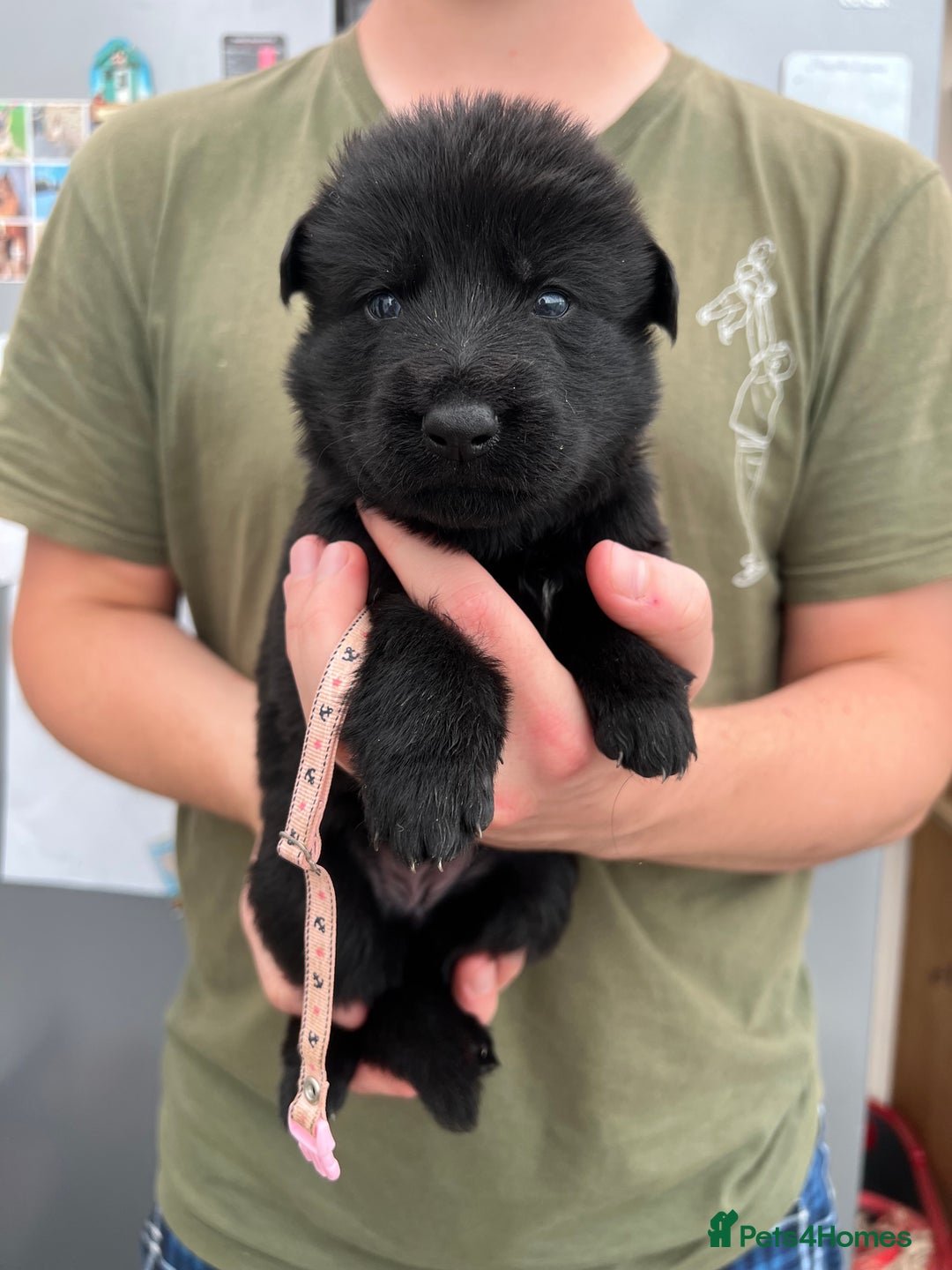 German Shepherd dogs for sale: KC FEMALE GSD PUPPIES - Image 13