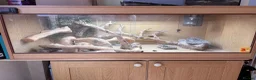 Bearded Dragon reptiles for sale: Male bearded dragon and setup - Advert 2