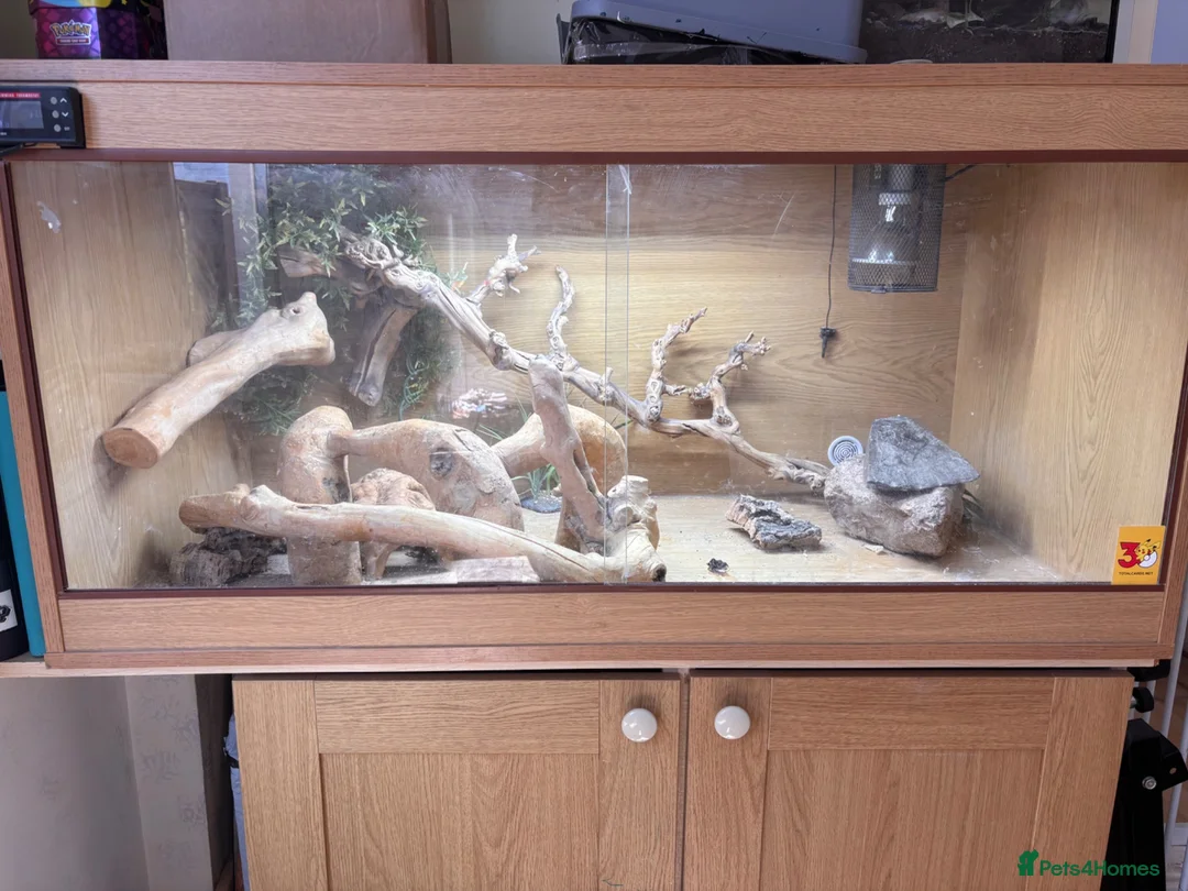 Bearded Dragon reptiles for sale: Male bearded dragon and setup - Advert 2