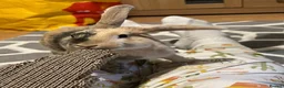 Harlequin rabbits for sale: Warning: This rabbit may steal your heart  - Advert 6