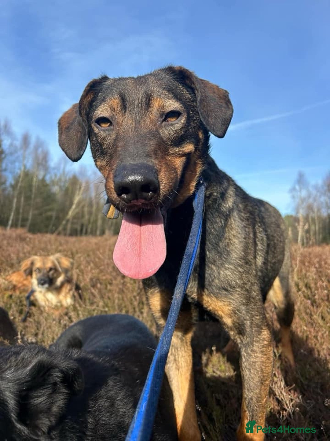 Mixed Breed dogs for adoption: Mr Bean - Norwich Norfolk  in Norwich - Image 3