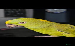Parrots birds for sale: Yelow nape amazon - Image 21