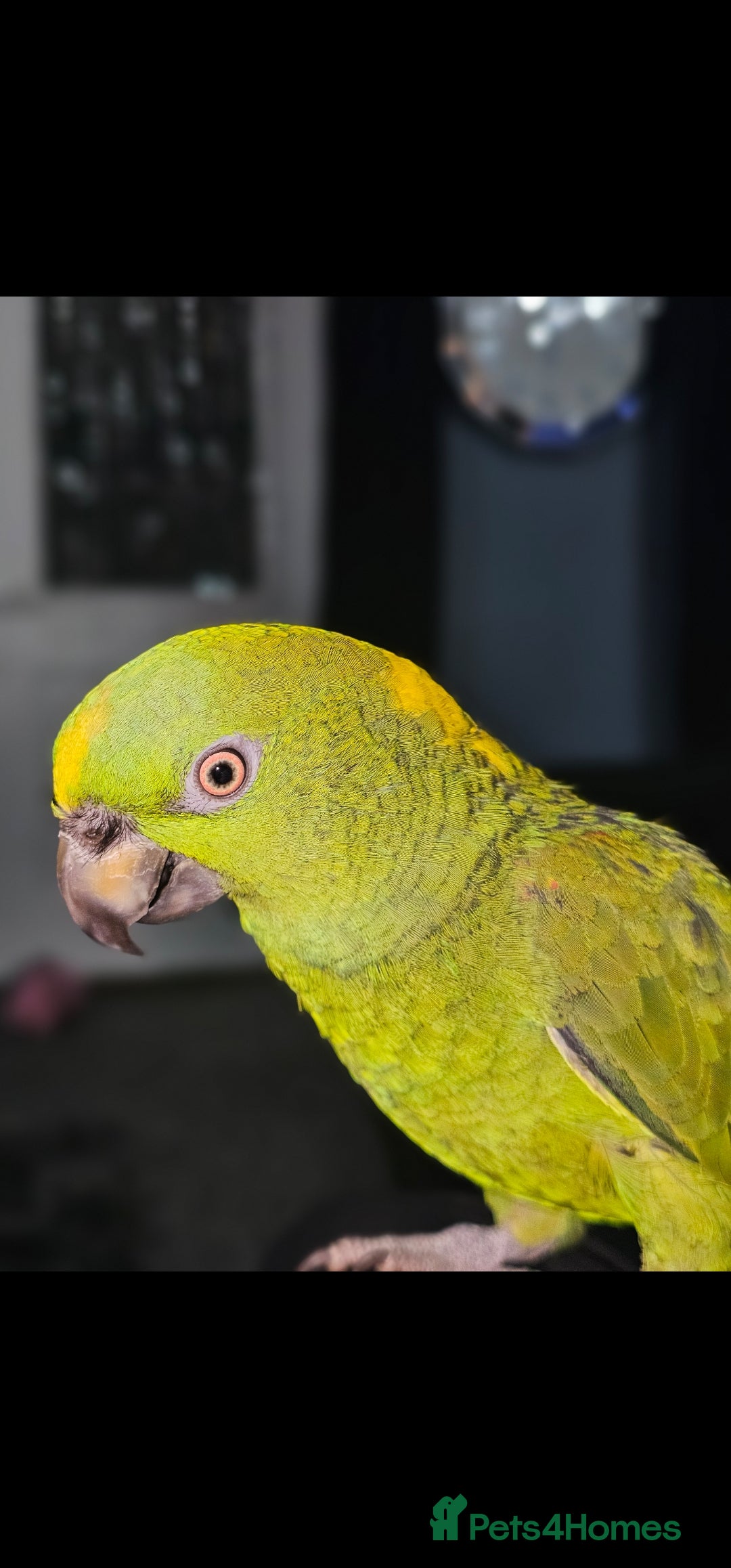 Parrots birds for sale: Yelow nape amazon - Image 21