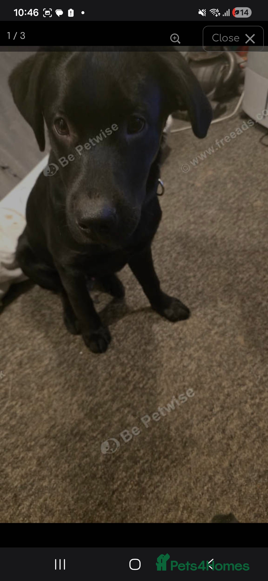 Labrador Retriever dogs for sale: Black labrador  - Advert 4